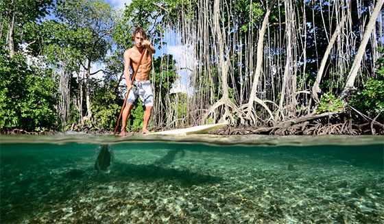 Mangroves